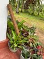 Grow bags H EC Coco peat and Coconut Husk chips mix naked  blocks. 