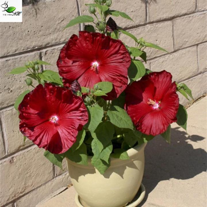 Big Flower Hibiscus Sunflower Seeds Easy to Plant Perennial Four