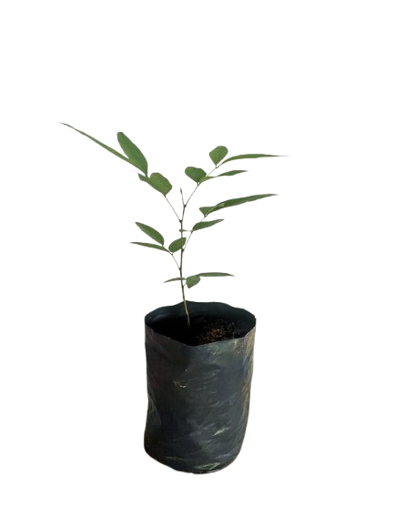 Golden%20Shower%20Plant%20-%20Image%205