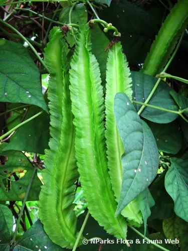 winged%20bean%20(%20Dambala%20)%20100%20Seeds%20%E0%B6%AF%E0%B6%B9%E0%B6%BD%20%E0%B6%87%E0%B6%A7%20-%20Image%204