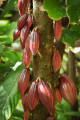 Coco plant/Cocova/chocolate plant. 