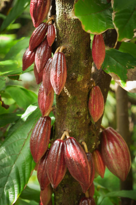 Coco%20plant/Cocova/chocolate%20plant%20-%20Image%202