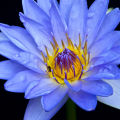 20 Blue Lotus Seeds, Rare Nymphaea Nouchali, Water Lilly Flower Seeds, With Planting Instructions. 