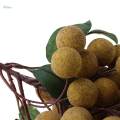 5xArtificial Vegetables Model- Fake Food for Kids Baby Playing -Longan. 