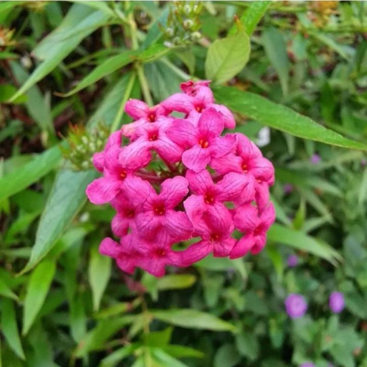 panama rose plant