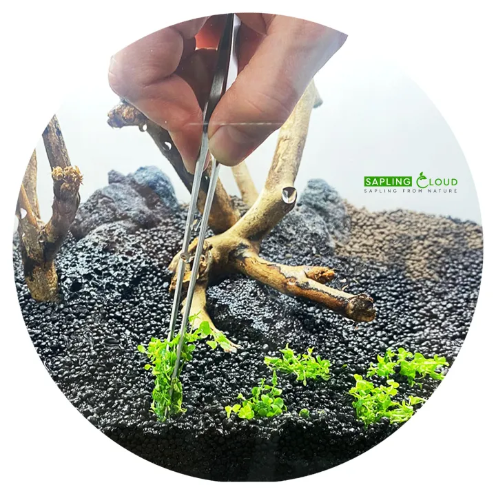 SAPLING%20CLOUD%20Monte%20Carlo%20Live%20Aquarium%20Plant%20%7C%20Premium%20Foreground%20Carpet%20Plant%20for%20Aquascape%20%7C%20Fast%20Spreading%20CO2%20Plant%20for%20Planted%20Tanks%20%7C%20Micranthemum%20Monte%20Carlo%20Sri%20Lanka%20%7C%20Daraz.lk%20-%20Image%203