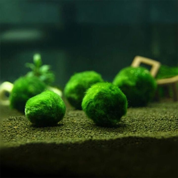 Plants Microlandscape Ecological Bottle Desk Decoration Marimo Moss ...