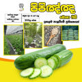 Hybrid F1 Bona Fide Green Cucumber Seeds Home Garden Vegetable Plant 10 Seeds. 