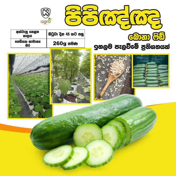 Hybrid F1 Bona Fide Green Cucumber Seeds Home Garden Vegetable Plant 10 Seeds