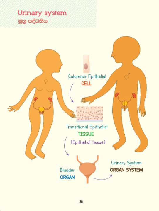 Children%20book%20introduction%20to%20cell%20biology%20%20-%20Image%207