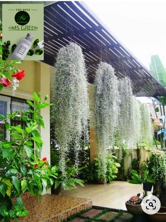 Air%20Plant-%20Spanish%20Moss%20-Tillandsia%20Usneoides%20Aka%20-%20Image%203