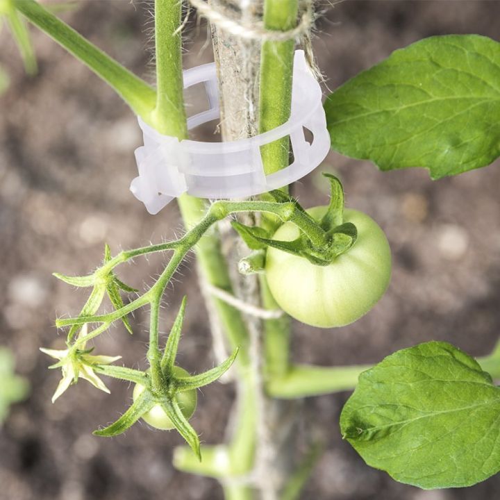 Garden%20Tomato%20Trellis%20Clips%20Perfect%20for%20Tomatoes,%20Cucumbers,%20Peppers,%20Melons,%20and%20other%20vine%20crops,%20flowers%20and%20plants%20Plant%20Support%20Clip%20-%20Image%207