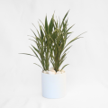 CERES plant with Ceramic Pot - Indoor Plant Décor | Fast Shipping. 