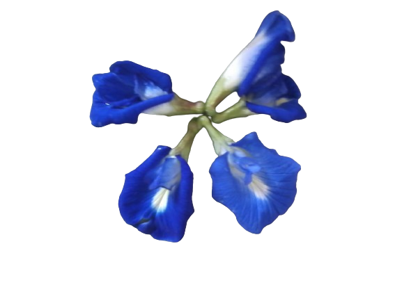 Dehydrated%20%20Nil%20katarolu,%20%20Clitoria%20ternatea%20%20100%20%25%20Organic%2025g%20%20for%20beverage%20or%20tea.%20-%20Image%202