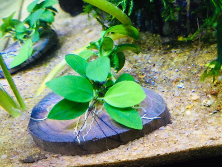 Anubias%20Nana%20-%20Medium%20Size%20Live%20Aquarium%20Plant%20for%20Decoration%20and%20Aquascaping%20-%20Image%205