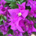 Bougainvillea  6 color plants with flowers. 