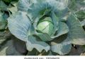 Gedi Gova/Cabbage Seeds For Home Garden. 
