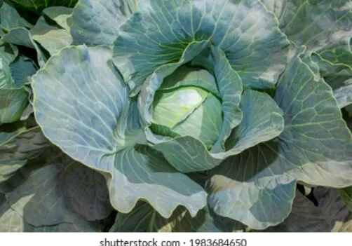 Gedi%20Gova/Cabbage%20Seeds%20For%20Home%20Garden%20-%20Image%206
