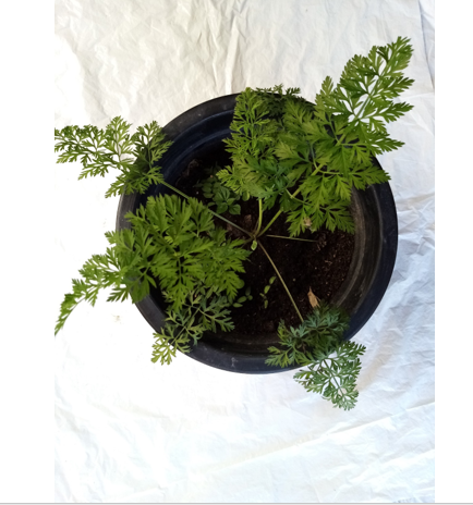 Potting%20Mixture%2015%20Kg%20Soil%20Mix%20Organic%20Fertilizers%20-%20Image%205