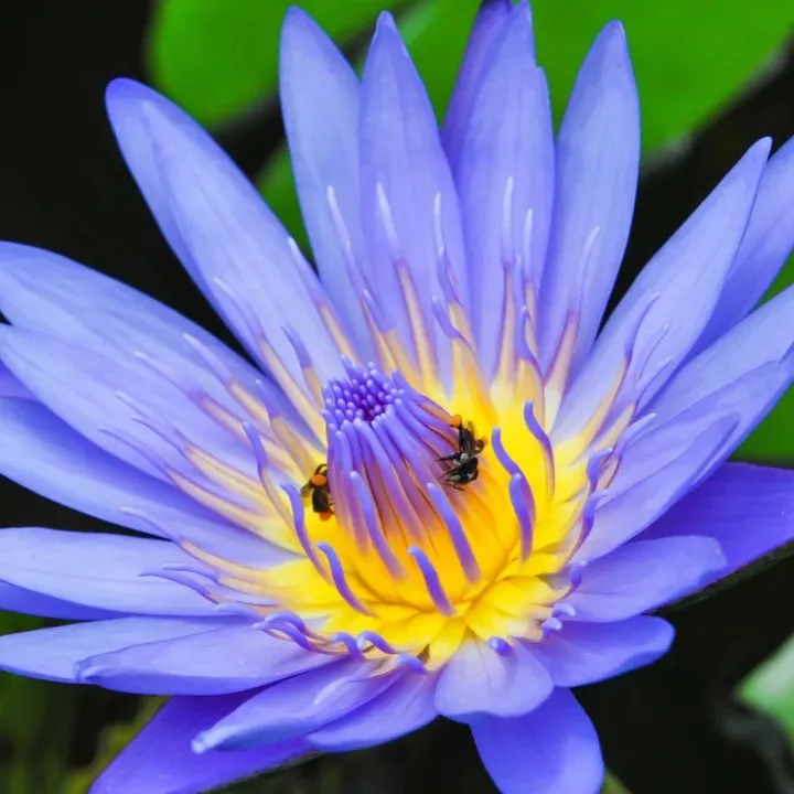 20%20Blue%20Lotus%20Seeds,%20Rare%20Nymphaea%20Nouchali,%20Water%20Lilly%20Flower%20Seeds,%20With%20Planting%20Instructions%20-%20Image%205