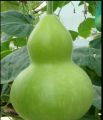 Labu/Bottle Gourd Seeds For Home Garden. 