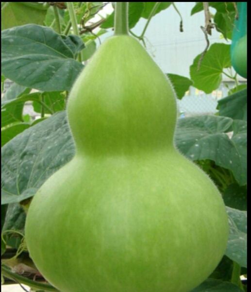 Labu/Bottle%20Gourd%20Seeds%20For%20Home%20Garden%20-%20Image%206