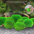 2-3cm Marimo Moss Balls Live Aquarium Plant Algae Fish Shrimp Tank Ornament. 