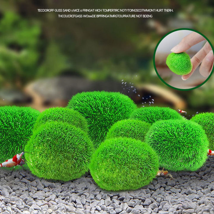 2-3cm%20Marimo%20Moss%20Balls%20Live%20Aquarium%20Plant%20Algae%20Fish%20Shrimp%20Tank%20Ornament%20-%20Image%205