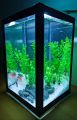 Large glass fish tank (8L Aquarium tank). 