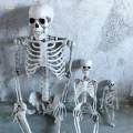 Skull Halloween Skeleton Full Body Realistic Decorations Faux Human Skeleton for Home. 