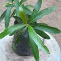 Kubuk Plant. 