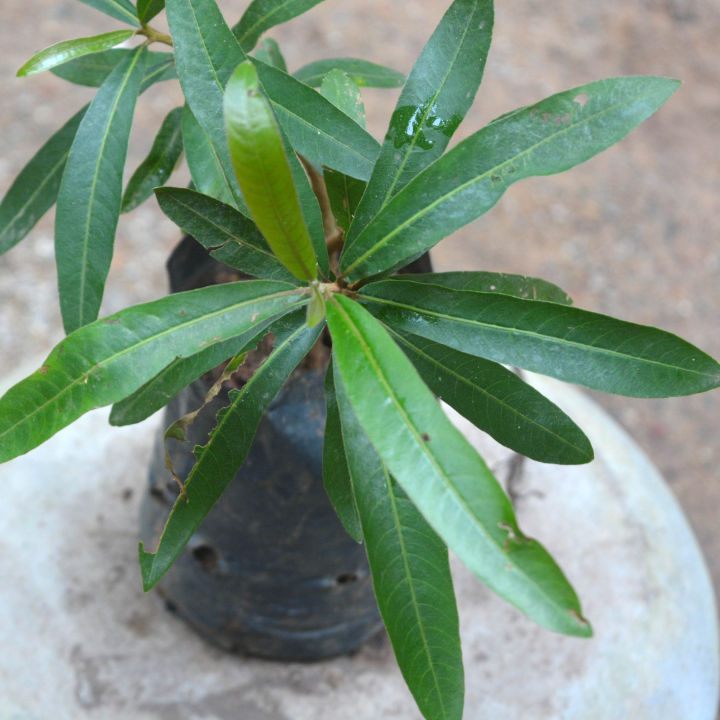 Kubuk%20Plant%20-%20Image%203