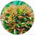 Natural kristina plant sapling cloud natural plant good quality. 
