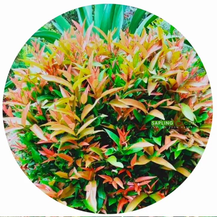 Natural%20kristina%20plant%20sapling%20cloud%20natural%20plant%20good%20quality%20-%20Image%202
