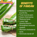 Pandan Leaf Powder 100g (රම්පේ). 