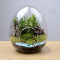 【HOT】 Creative Egg-Shaped Glass Bottles Succulent Glass Vase Hydroponic Fleshy Micro Landscape Glass Terrarium Moss Home Decoration. 