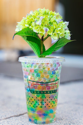 Magic%20Balls%20600pc%20Pearl%20Crystal%20Soil%20Mud%20Plant%20Grow%20Balls%20Flower%20Plant%20Balls%20Orbiz%20Grow%20Jelly%20Water%20Balls%20Magic%20Hydrogel%20Bio%20Gel%20Beads%20Wedding%20Decoration%20Home%20Decoration%20Crystal%20Soil%20Water%20Beads%20in%20Daraz%20Flyer%20-%20Image%205