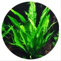Java Fern Natural Aquarium Plant by Sapling Cloud | Lush Green Aquatic Decoration | Perfect for Freshwater Tanks | Low Maintenance & Hardy | Enhances Aquarium Aesthetics | Ideal for Aquascaping | Safe for All Fish Species | Easy to Care For | Available on. 
