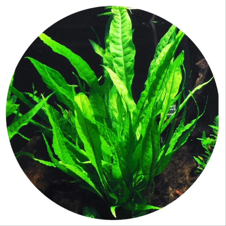 Java%20Fern%20Natural%20Aquarium%20Plant%20by%20Sapling%20Cloud%20%7C%20Lush%20Green%20Aquatic%20Decoration%20%7C%20Perfect%20for%20Freshwater%20Tanks%20%7C%20Low%20Maintenance%20&%20Hardy%20%7C%20Enhances%20Aquarium%20Aesthetics%20%7C%20Ideal%20for%20Aquascaping%20%7C%20Safe%20for%20All%20Fish%20Species%20%7C%20Easy%20to%20Care%20For%20%7C%20Available%20on%20-%20Image%203