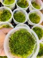 Java moss | low tech | low maintain | non co2. 