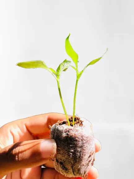 Coco%20pallet/Cocopel%20-%20Image%202