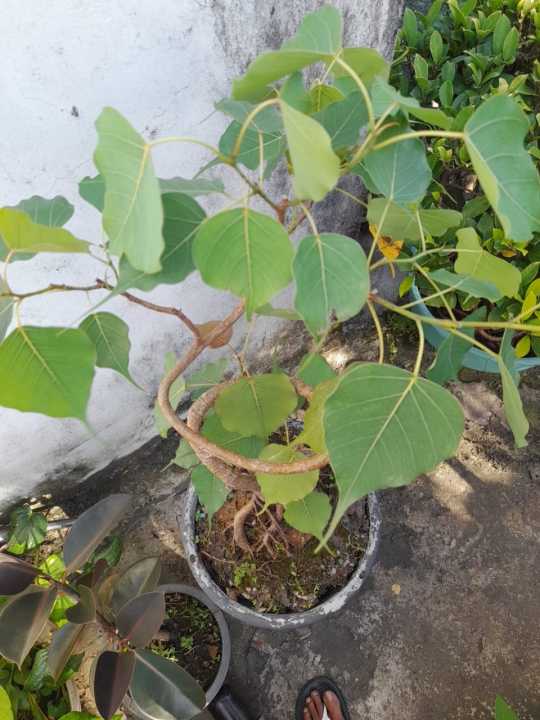 Bonsai%20Bo%20Tree%20(Bodhi%20Tree)%20-%20Image%202