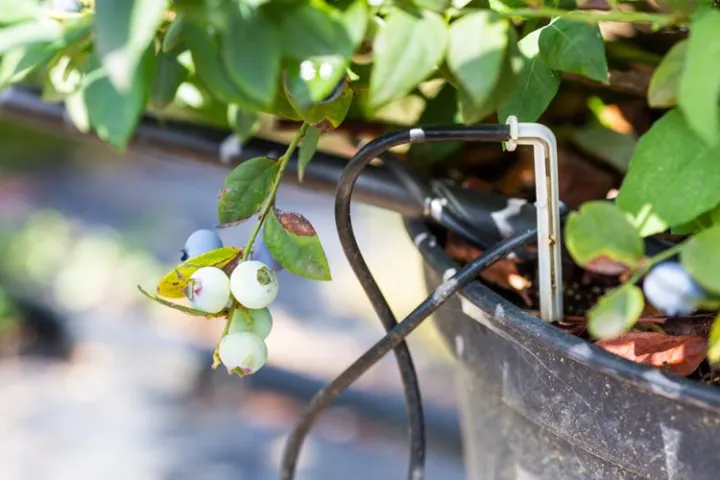 Garden%20Irrigation%20Arrow%20Dripper%20Emitter%20Micro%20Drip%20Irrigation%20System%20Water%20Drop%20Tools%2010/25/50/100%20PCS%20-%20Image%205