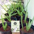 Aloe vera Herbal plant with White Pot. 