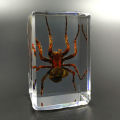 Real Insect Specimen Scorpion Spider Wasp Beetle Transparent Resin Ideas Small Ornament Teaching Observation Children's Hobbies. 