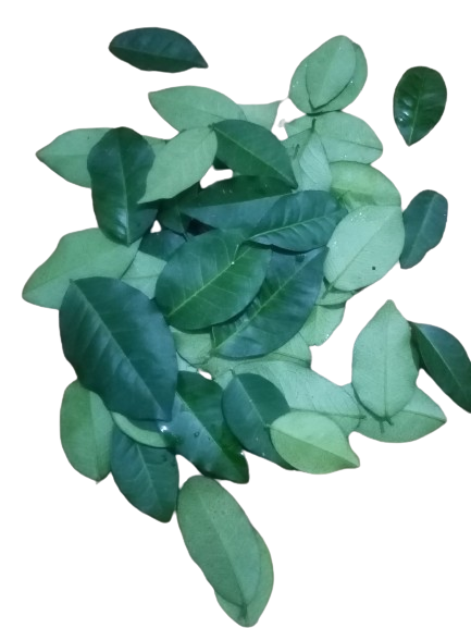 Yaki%20naran%20fresh%20leaves%2020%20for%20porridge%20-%20Image%202