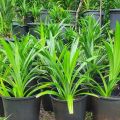 Rampe plant/pandan plant/flavouring plant/live plant/plant/kitchen. 