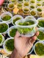 Java moss | low tech | low maintain | non co2. 