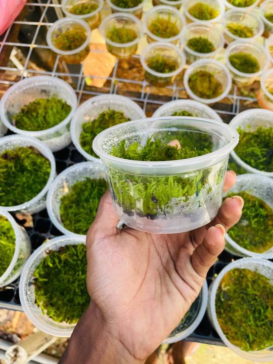 Java%20moss%20%7C%20low%20tech%20%7C%20low%20maintain%20%7C%20non%20co2%20-%20Image%206