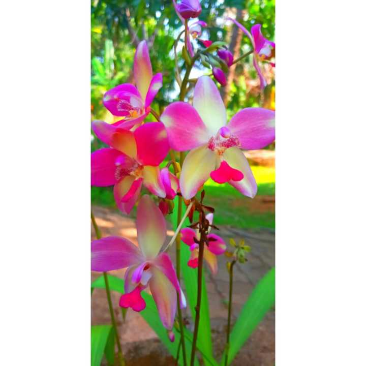 ඕකිඩ් මල් වගා කරමු Let's grow orchids right in the garden okid flower plant ( PLANT)